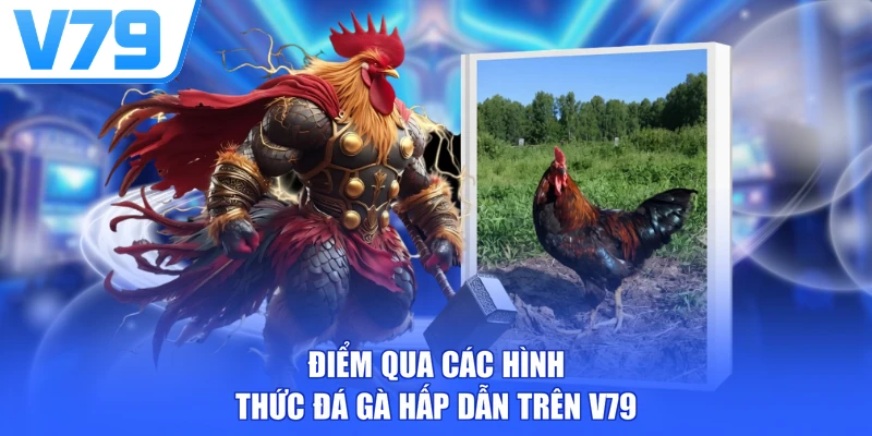 Điểm qua các hình thức đá gà hấp dẫn trên V79